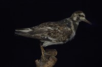 藏品(翻石鷸)的圖片